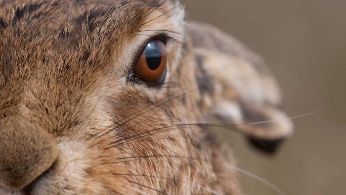 Все про кроликів: цікаві факти, інформація про домашніх тварин
