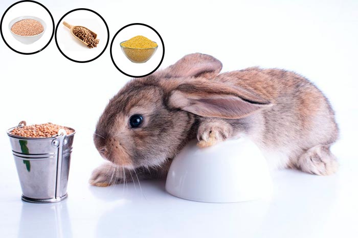 Чим годувати кроликів в домашніх умовах: поради для початківців