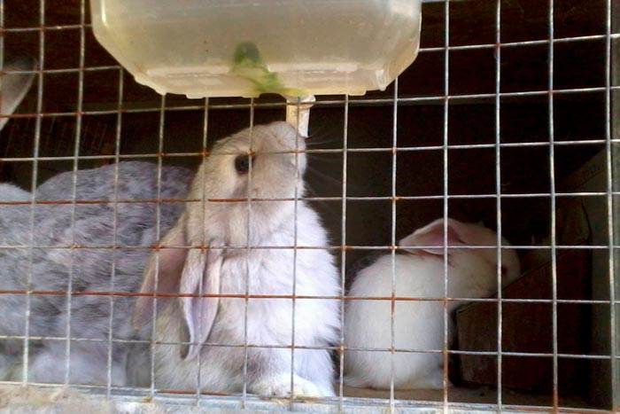 Чим годувати кроликів в домашніх умовах: поради для початківців
