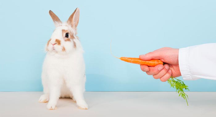 Що робити, якщо кролик не їсть, не пє, не ходить в туалет або мало рухається