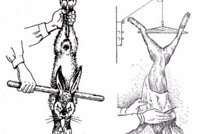 Як забити і обробити кролика: правильна оброблення на порційні шматки в домашніх умовах
