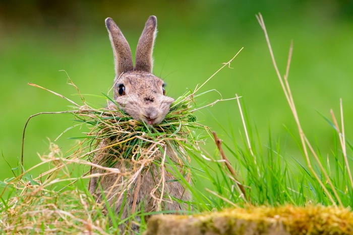 Яку можна давати траву кроликам, який не можна годувати