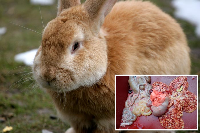 Кокцидіоз (еймеріоз) у кролів: симптоми і лікування