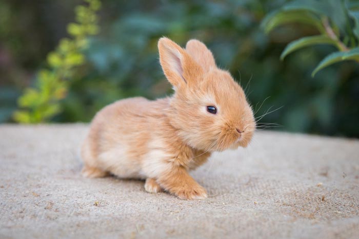Кролик кольоровий карлик: характер, опис