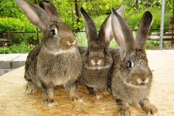 Кролик фландр: все про породу, опис, фото, розведення