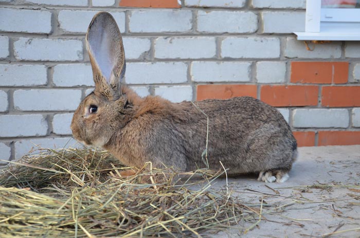 Кролик фландр: все про породу, опис, фото, розведення