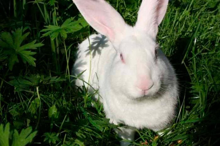 Кролики мясних порід (бройлерні) з фото та описом