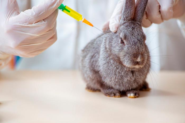 Міксоматоз у кроликів: лікування в домашніх умовах, можна їсти мясо хворої тварини