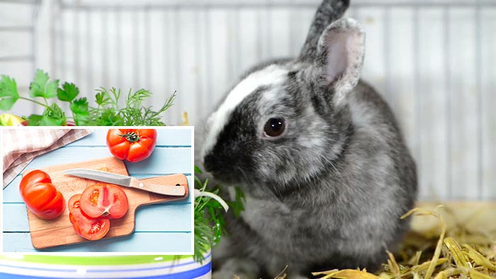 Чи можна давати кроликам помідори і бадилля томатів