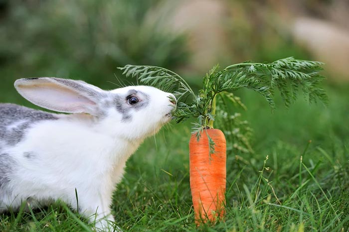 Можна кроликам моркву і морквяну бадилля