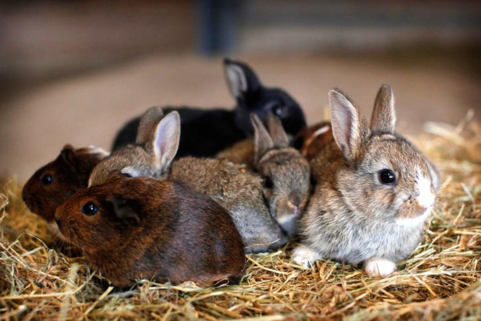 Новонароджені і маленькі кроленята: як доглядати, фото, розвиток по днях