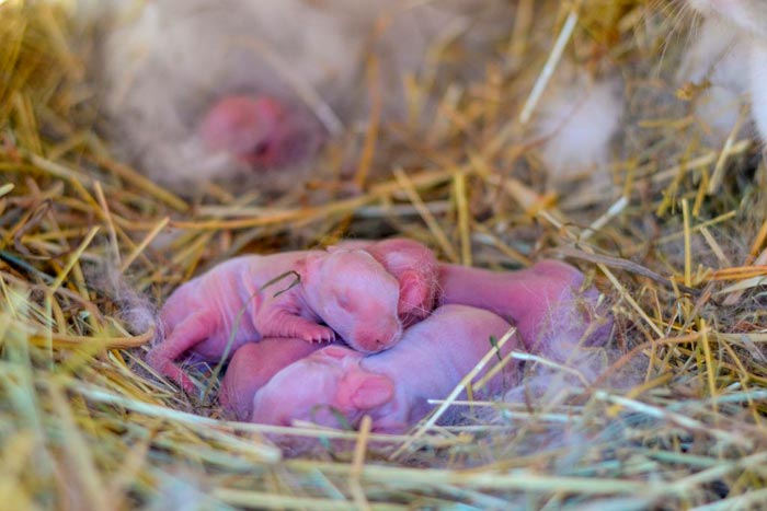 Новонароджені і маленькі кроленята: як доглядати, фото, розвиток по днях
