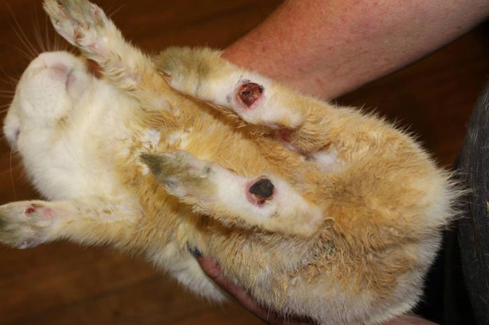 Пододерматит і натоптиші у кроликів: лікування
