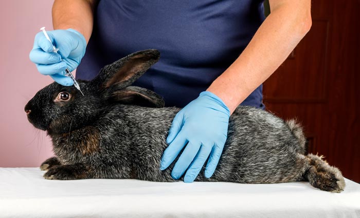 Щеплення кроликам: коли робити і які потрібні вакцини