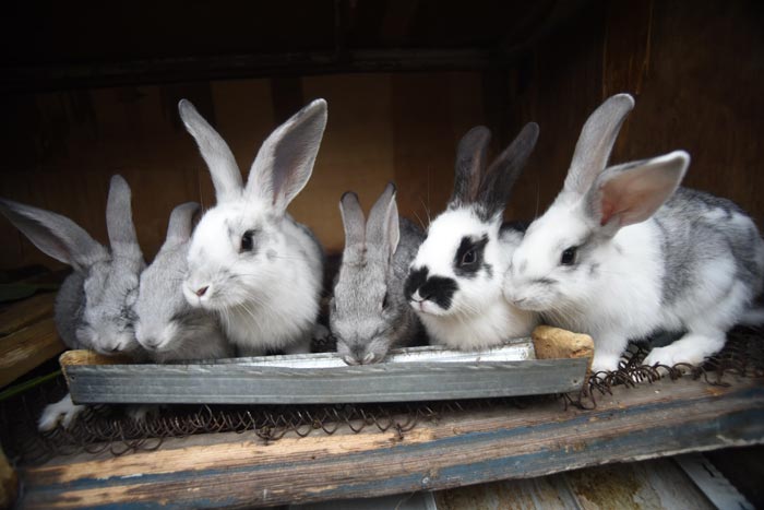 Розведення кролів: догляд та утримання в домашніх умовах для початківців