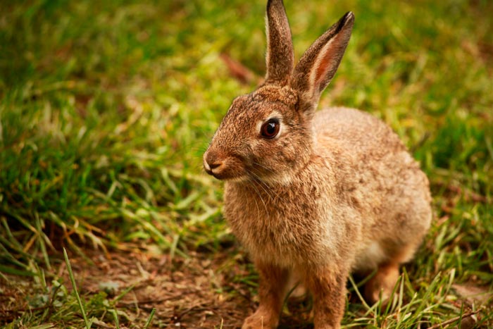 Розведення кролів: догляд та утримання в домашніх умовах для початківців