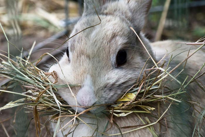 Сіно для кроликів: скільки потрібно на зиму, скільки зїдає в день