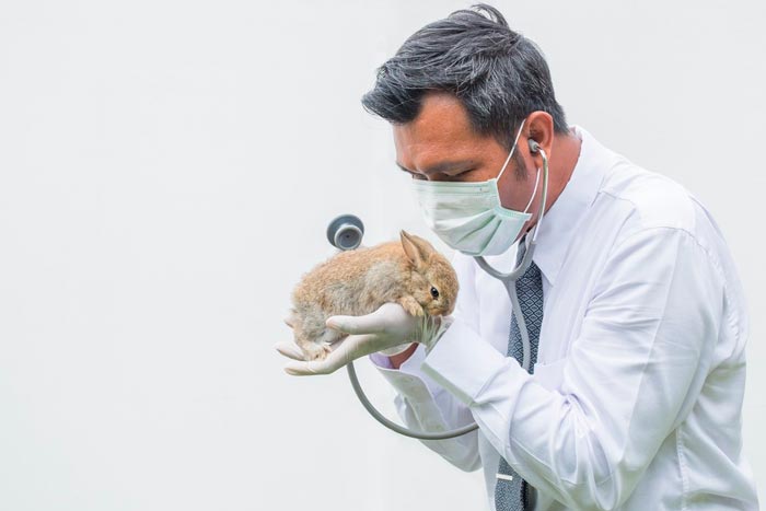 У кролика відмовили задні лапи: причини, що робити