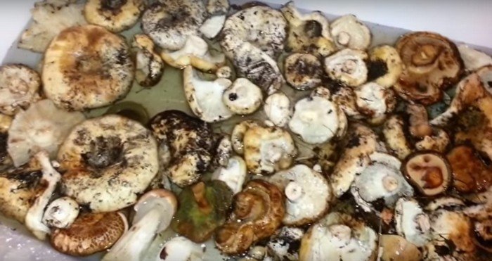Соління грибів у домашніх умовах на зиму в банках
