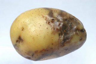 Фітофтора на картоплю (картоплю): народні засоби і препарати від фітофторозу