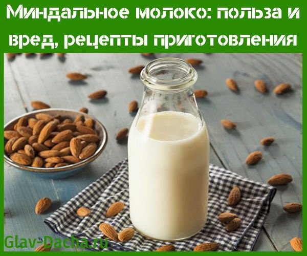 Мигдальне молоко користь та шкоду, як зробити в домашніх умовах