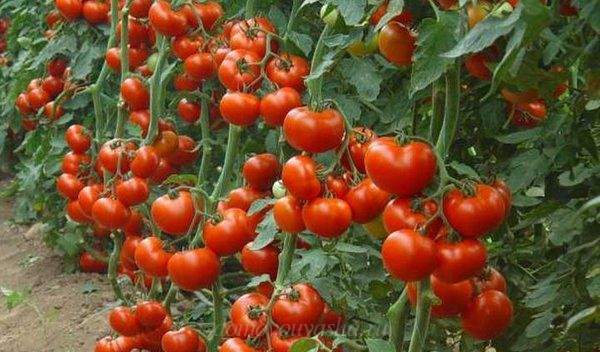 Пасинкування помідорів у відкритому грунті: схема