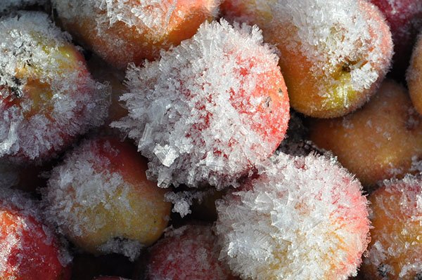 Заморожування яблук на зиму, що готувати з заморожених яблук, відео