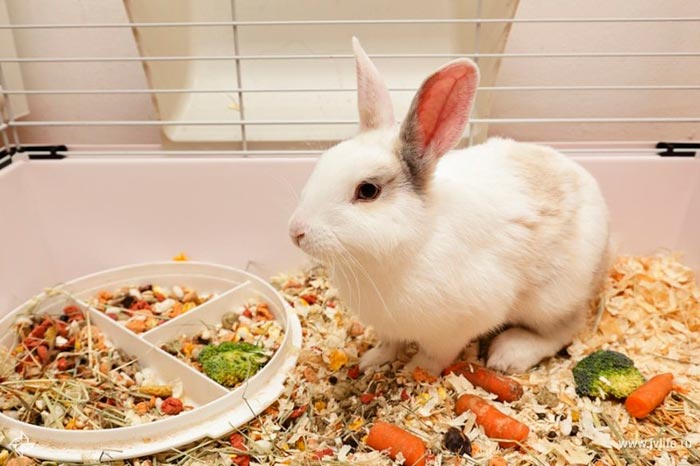 Чим і скільки разів на день годувати декоративного кролика в домашніх умовах: що можна і що не можна
