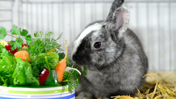 Чим і скільки разів на день годувати декоративного кролика в домашніх умовах: що можна і що не можна