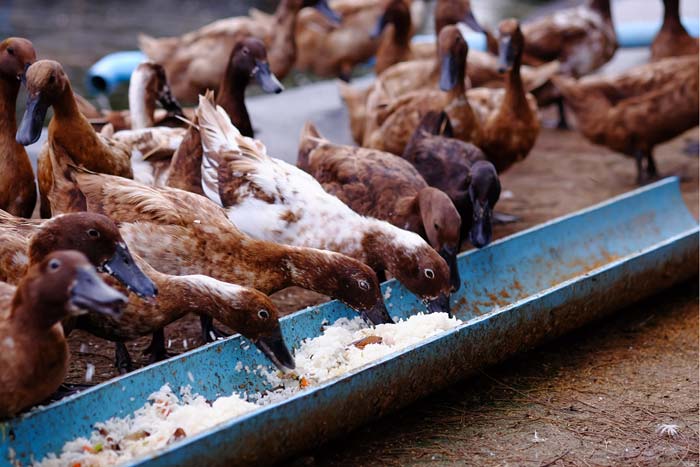 Чим годувати качок в домашніх умовах для швидкого набирання ваги: відгодівля на мясо