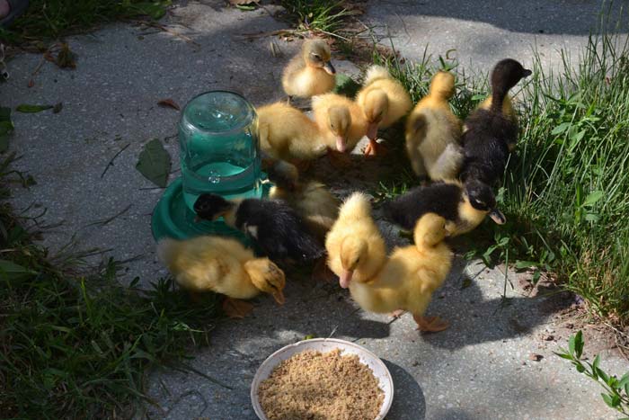 Чим годувати качок в домашніх умовах для швидкого набирання ваги: відгодівля на мясо
