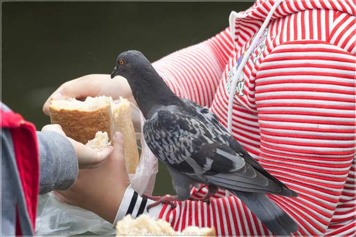 Що їдять голуби, чим годувати в домашніх умовах або на вулиці