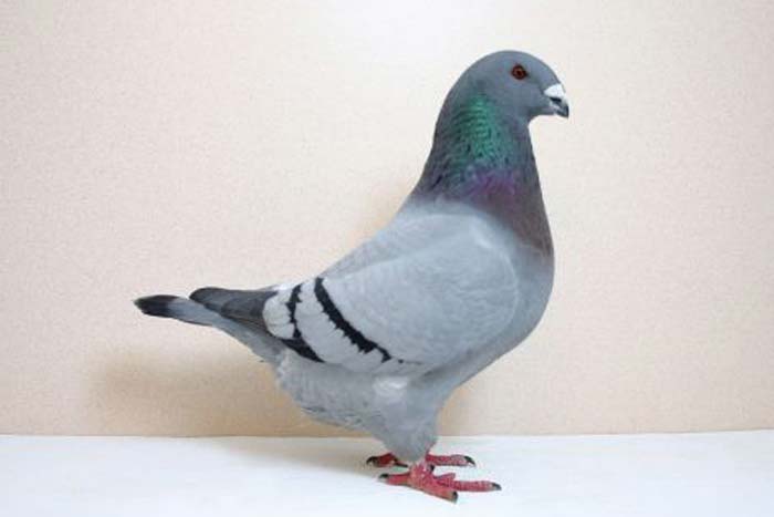 Декоративні породи голубів: фото та опис