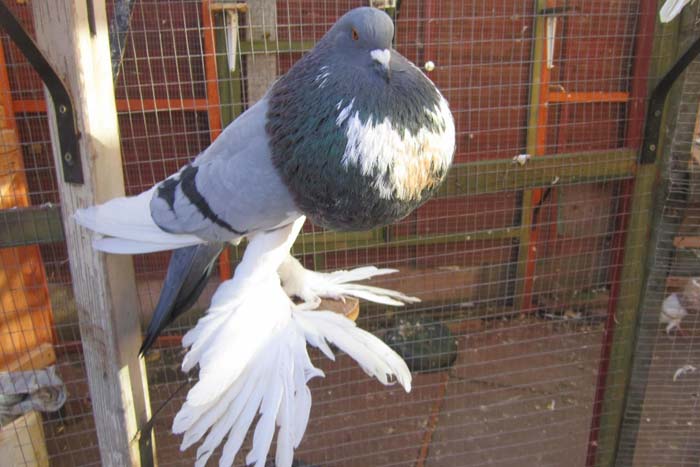 Декоративні породи голубів: фото та опис