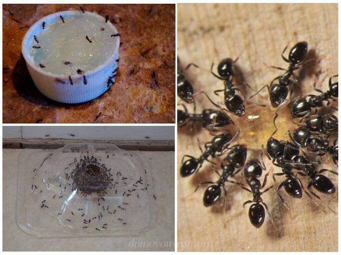 Як позбутися від мурашок: ефективні способи позбавлення назавжди