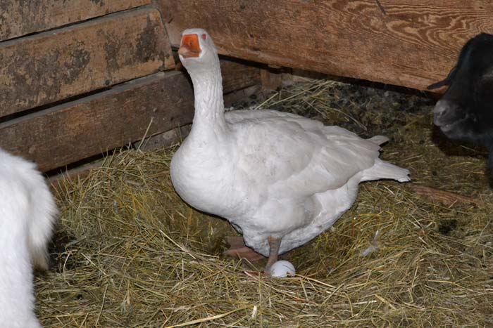 Коли починають нестися гуси в домашніх умовах, скільки гуска сидить на яйцях