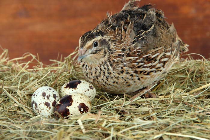 Коли починають нестися перепела, скільки яєць несе перепілка в день в домашніх умовах