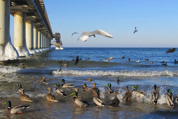 Куди летять качки на зиму з України, де зимують, коли ставки замерзають