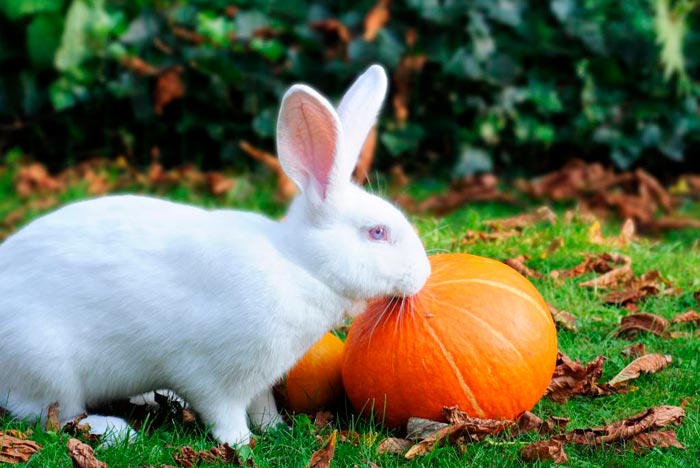 Чи можна давати кроликам кабачки з насінням, свіжі огірки, гарбуз, листя і бадилля