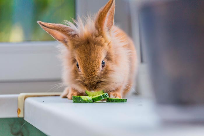 Чи можна давати кроликам кабачки з насінням, свіжі огірки, гарбуз, листя і бадилля