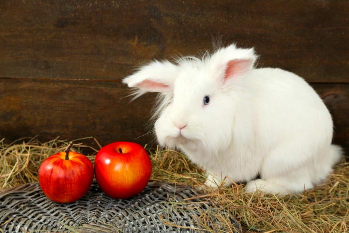 Можна звичайним і декоративним кроликам давати свіжі яблука