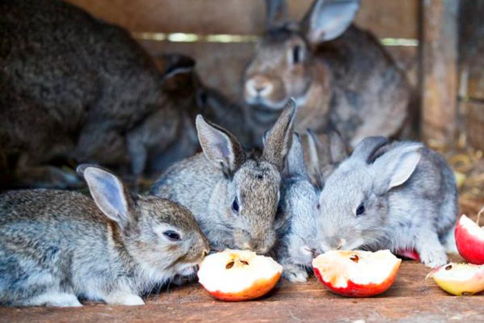 Можна звичайним і декоративним кроликам давати свіжі яблука
