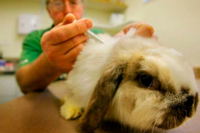 Від чого помирають кролики, що робити, якщо дохне молодняк без видимих причин