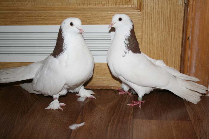Розведення голубів в домашніх умовах для початківців: правила утримання і догляду