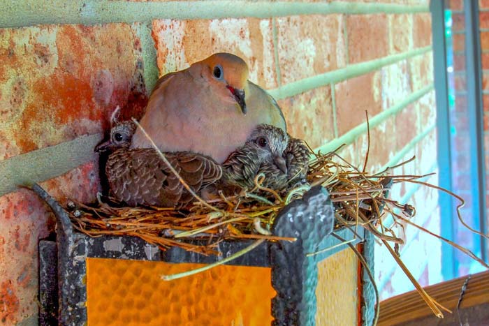 Розведення голубів в домашніх умовах для початківців: правила утримання і догляду