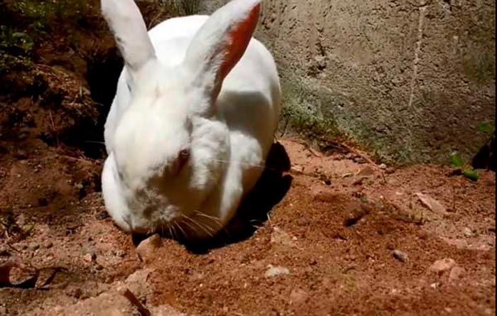 Розведення і вирощування кроликів в ямі: як зробити яму своїми руками в домашніх умовах