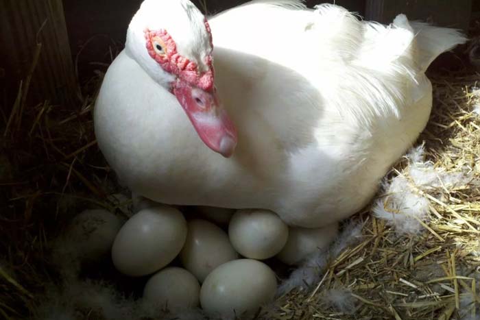 Скільки днів індокачка сидить на яйцях і висиджує каченят