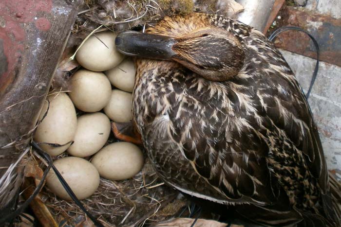 Скільки днів качка сидить на яйцях для виведення каченят