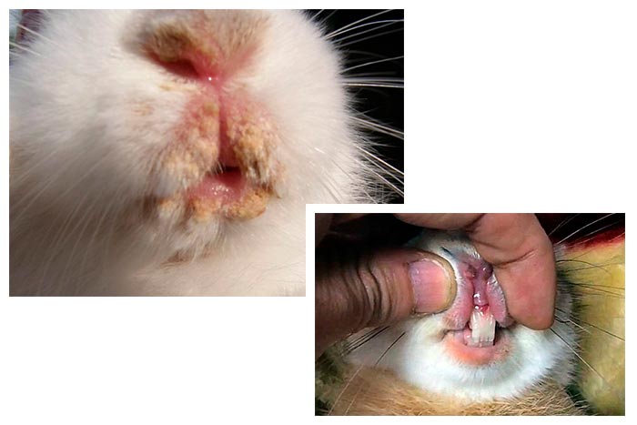 У кролика мокра мордочка: причини, симптоми, чим лікувати стоматит (мокрицю)