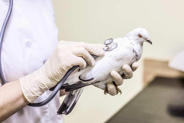 Вертячка (хвороба Ньюкасла) у голубів: симптоми і лікування, чи небезпечна для людини